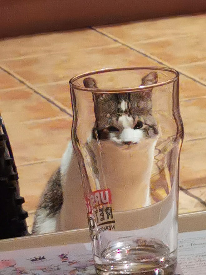 Cat hilariously distorted by glass.