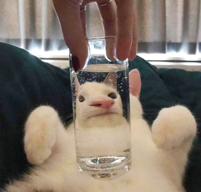 Cat hilariously distorted by glass.