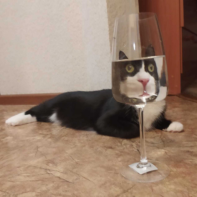 Cat hilariously distorted by glass.
