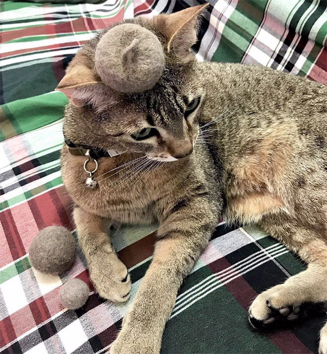 A hat made from cat's own fur? Why not!
