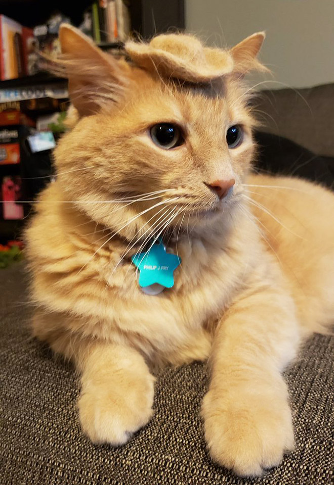 A hat made from cat's own fur? Why not!