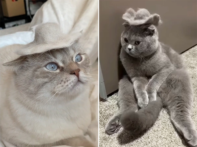 A hat made from cat's own fur? Why not!