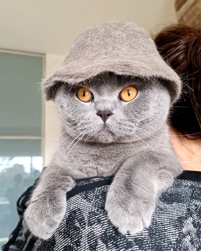 A hat made from cat's own fur? Why not!