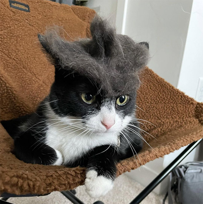 A hat made from cat's own fur? Why not!