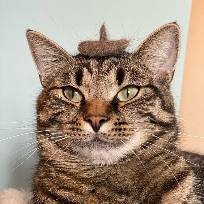 A hat made from cat's own fur? Why not!