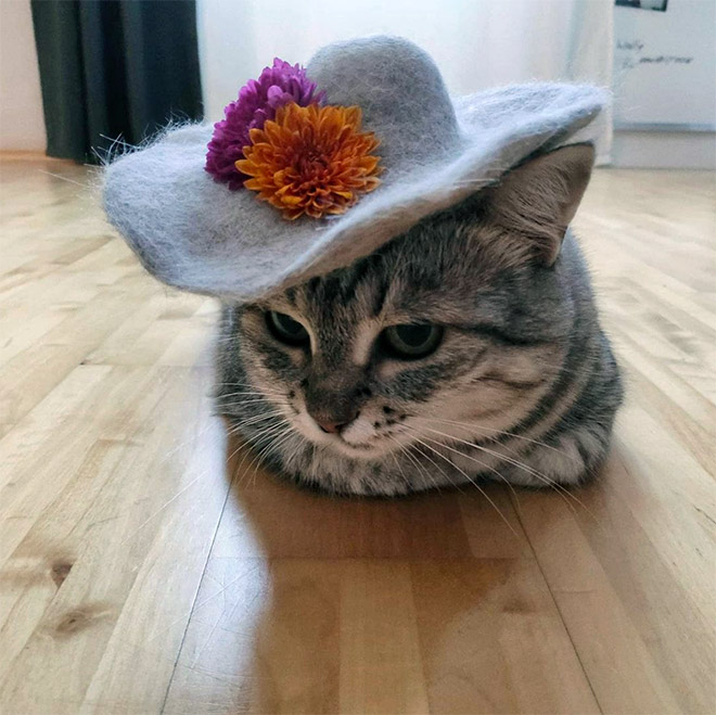 A hat made from cat's own fur? Why not!