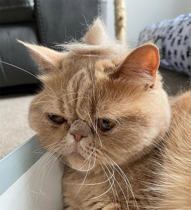 A hat made from cat's own fur? Why not!