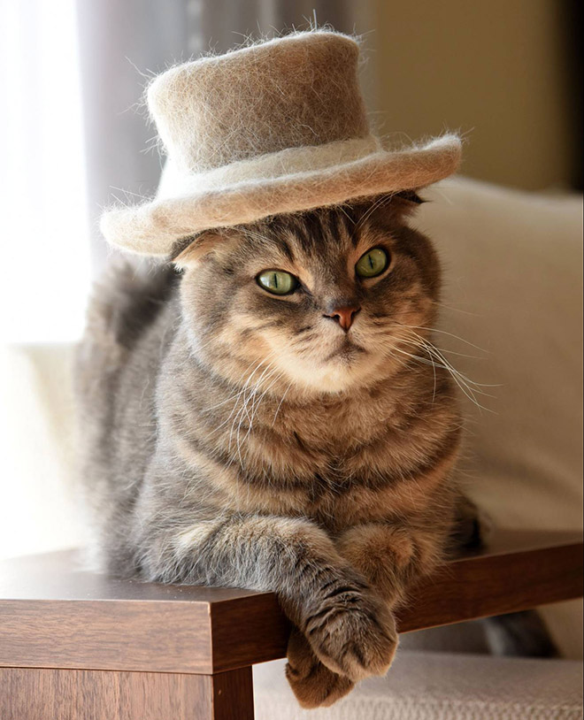 A hat made from cat's own fur? Why not!