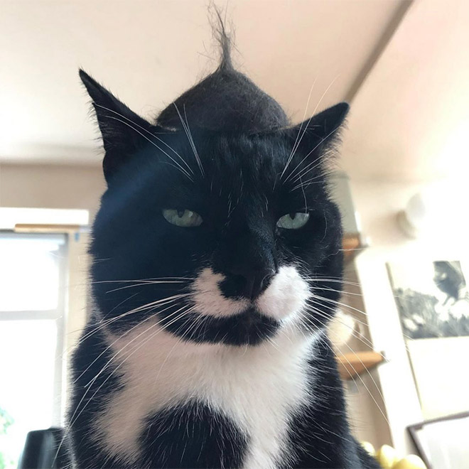 A hat made from cat's own fur? Why not!