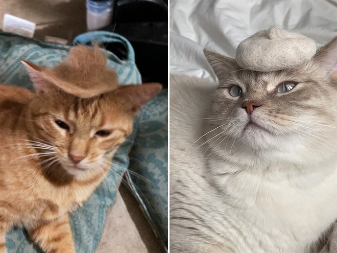 A hat made from cat's own fur? Why not!