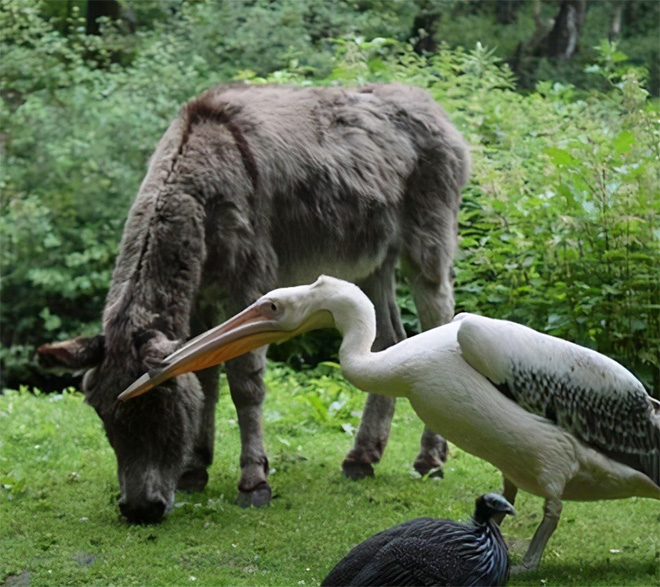 Pelicans will eat anything, they don't care!