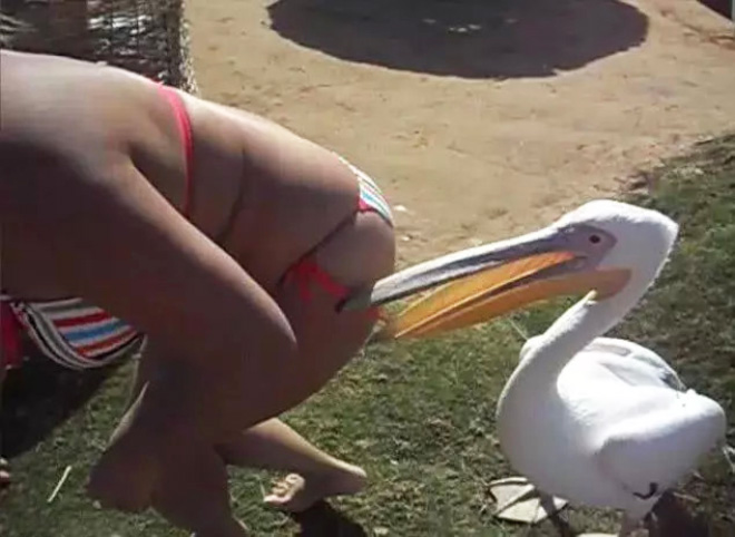 Pelicans will eat anything, they don't care!