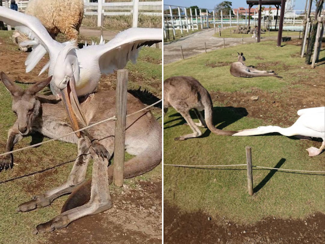 Pelicans will eat anything, they don't care!