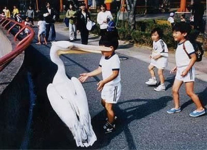 Pelicans will eat anything, they don't care!