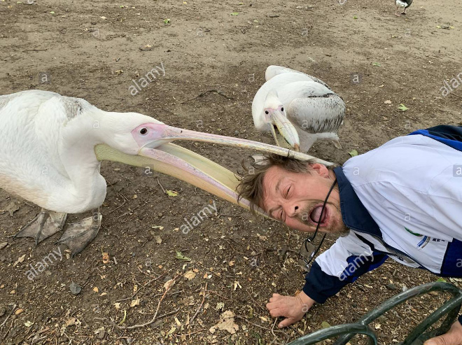 Pelicans will eat anything, they don't care!