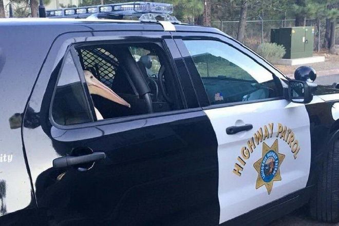 Pelican under arrest.