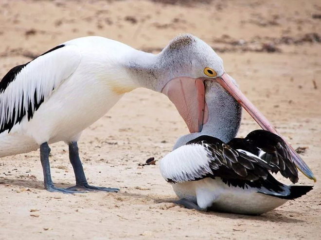 Pelicans will eat anything, they don't care!