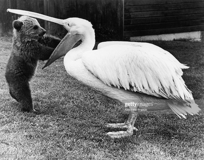 Pelicans will eat anything, they don't care!