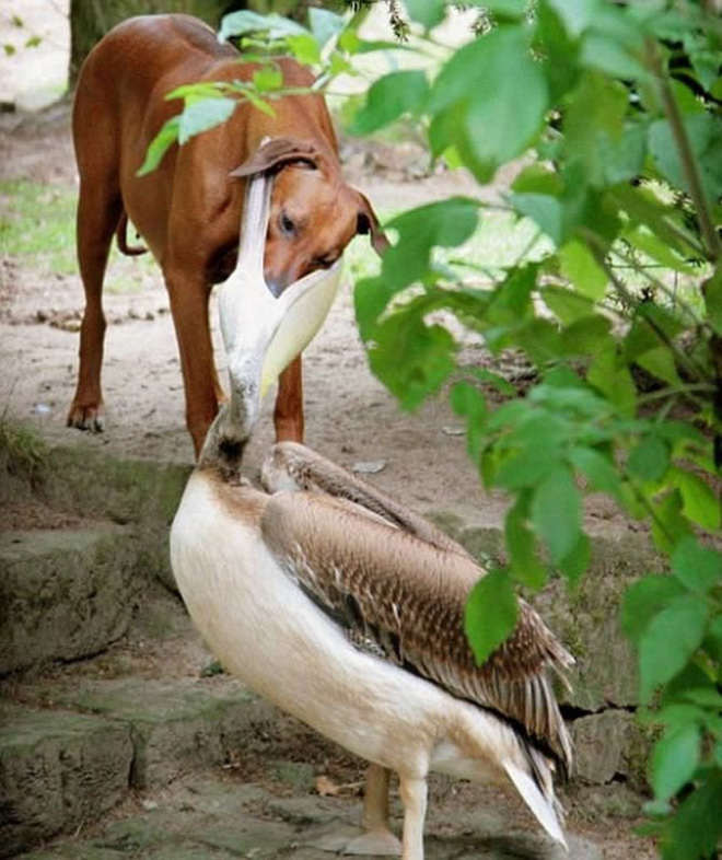 Pelicans will eat anything, they don't care!