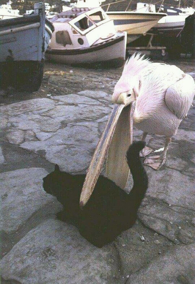 Pelicans will eat anything, they don't care!