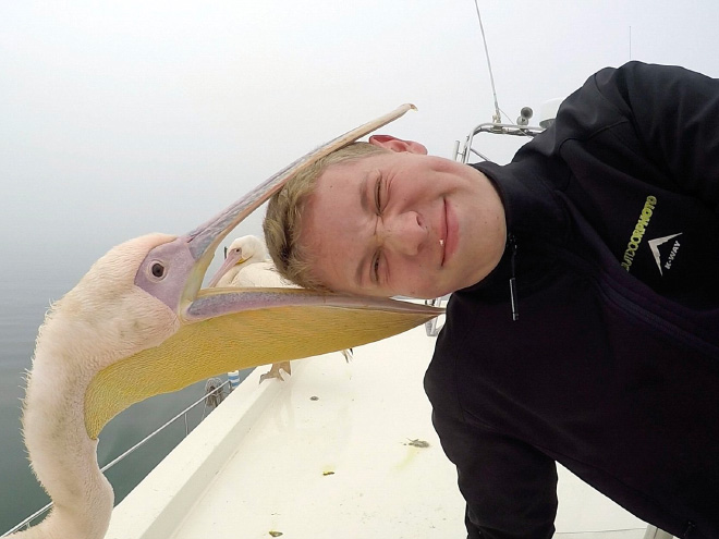 Pelicans will eat anything, they don't care!