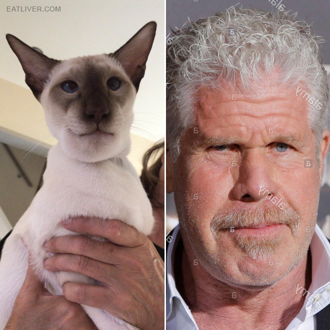 Ron Perlman stunt double.