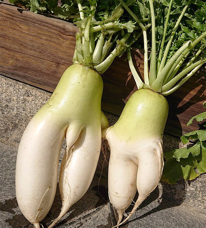 Who would have thought that radishes are so sexy?