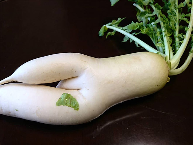 Who would have thought that radishes are so sexy?