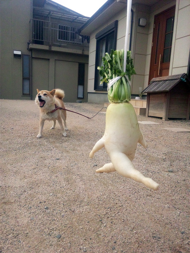 Who would have thought that radishes are so sexy?