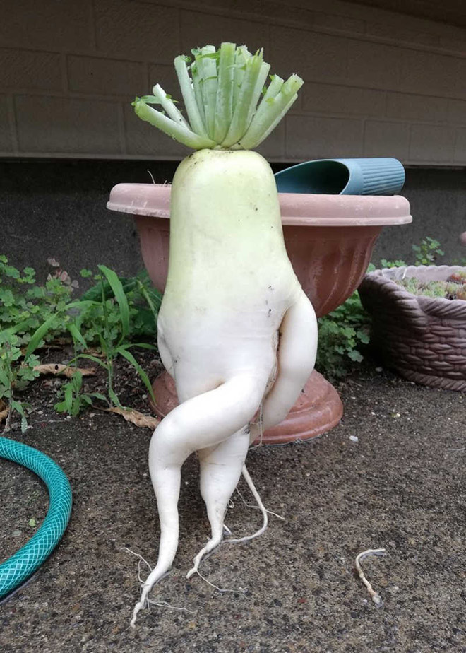 Who would have thought that radishes are so sexy?