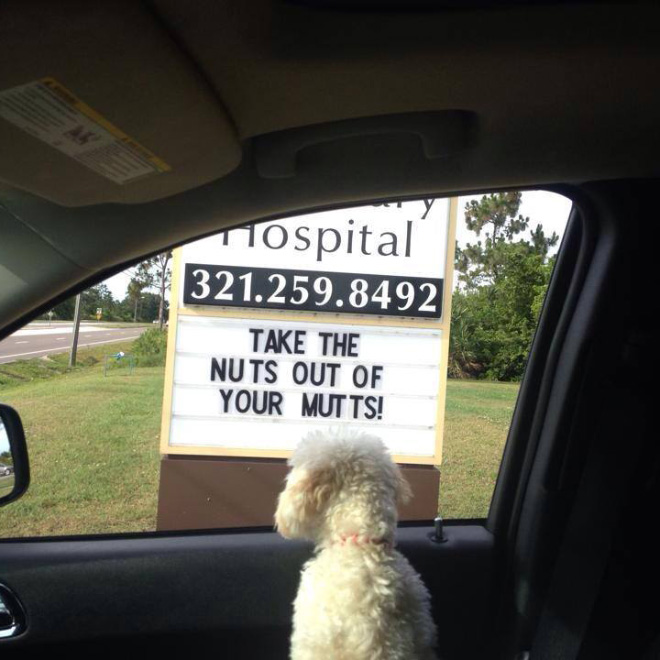 Brilliant vet sign.