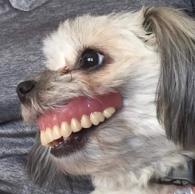 Dog wearing false human teeth.