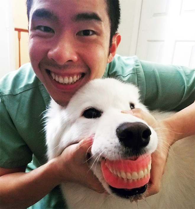 Dog wearing false human teeth.