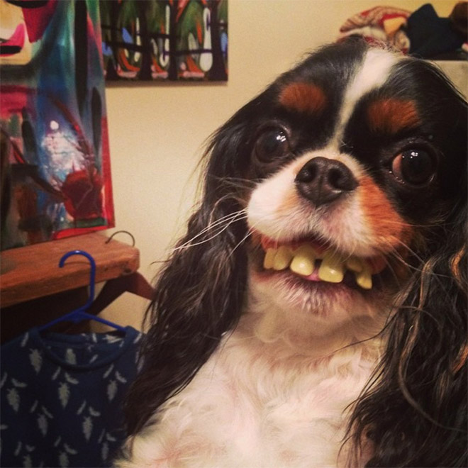 Dog wearing false human teeth.