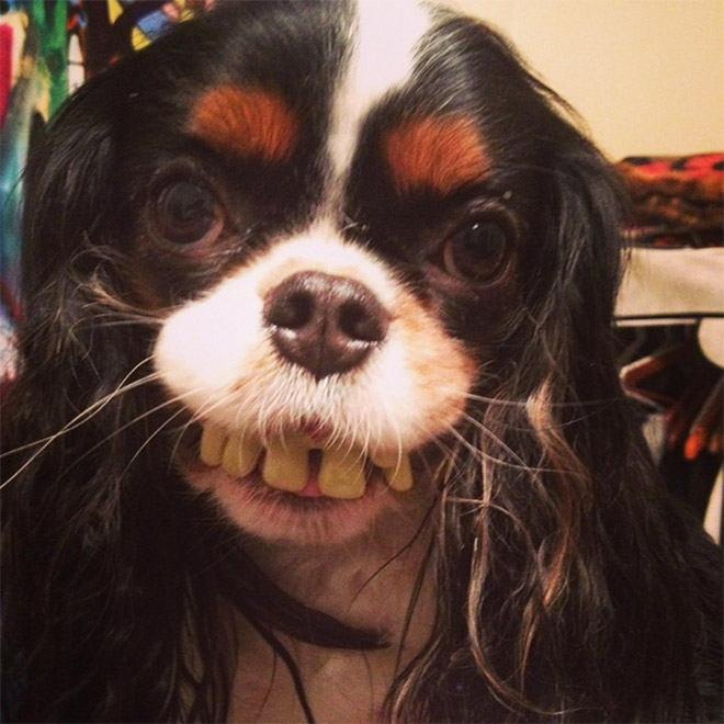 Dog wearing false human teeth.