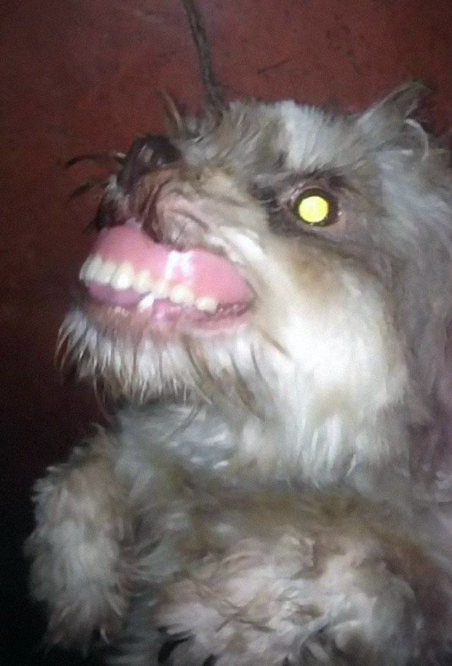 Dog wearing false human teeth.