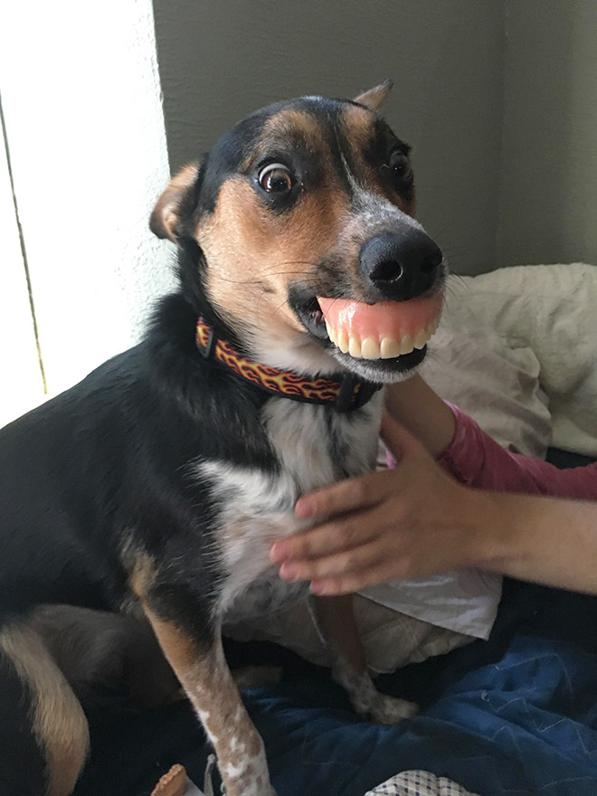 Dog wearing false human teeth.