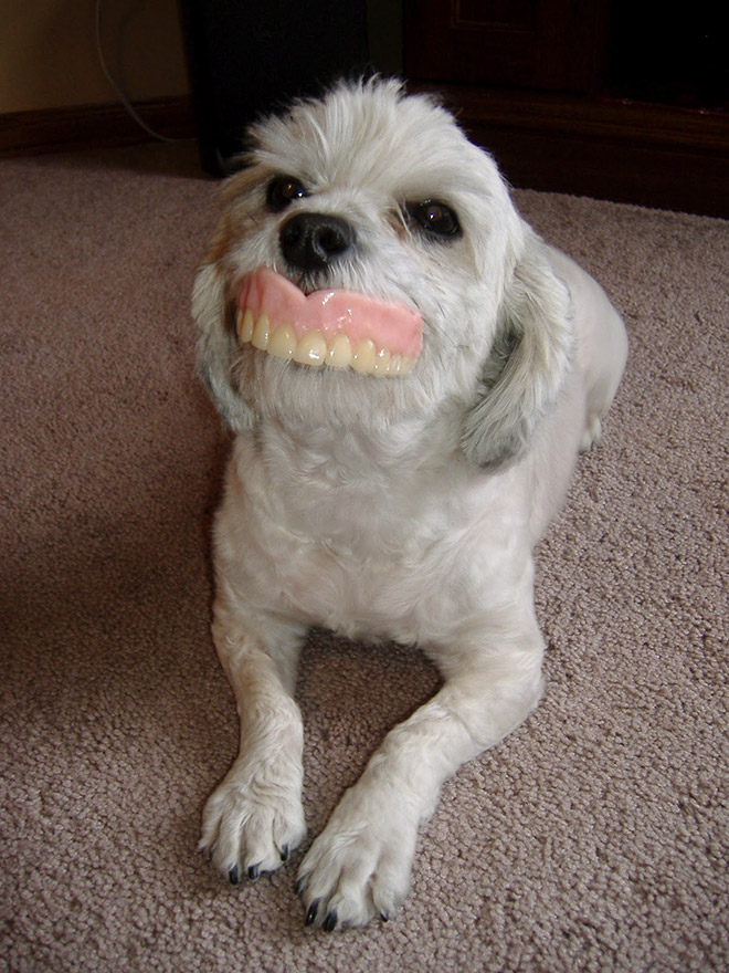 Dog wearing false human teeth.