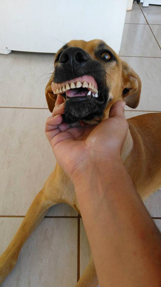 Dog wearing false human teeth.