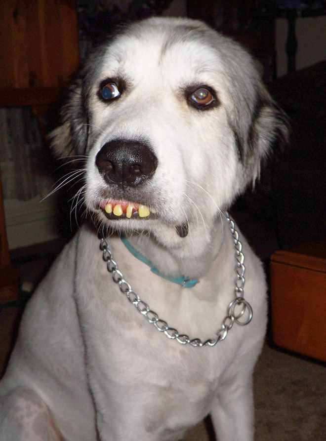 Dog wearing false human teeth.