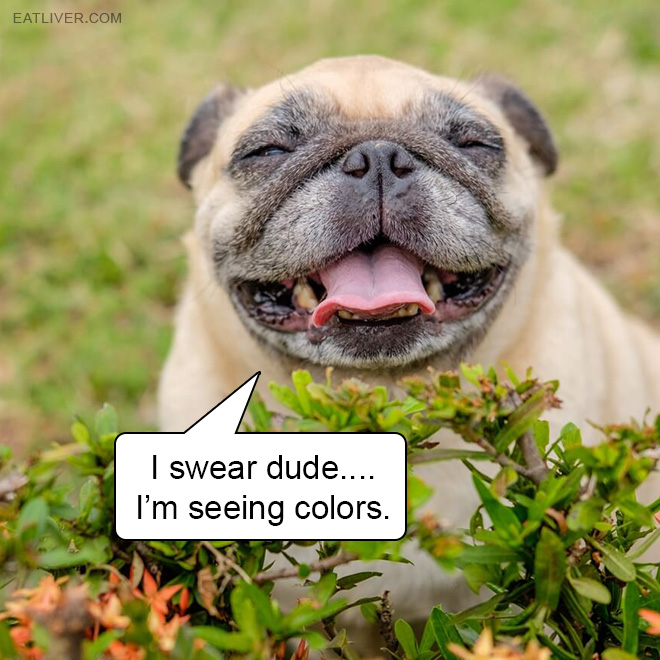 I swear dude.... I’m seeing colors.