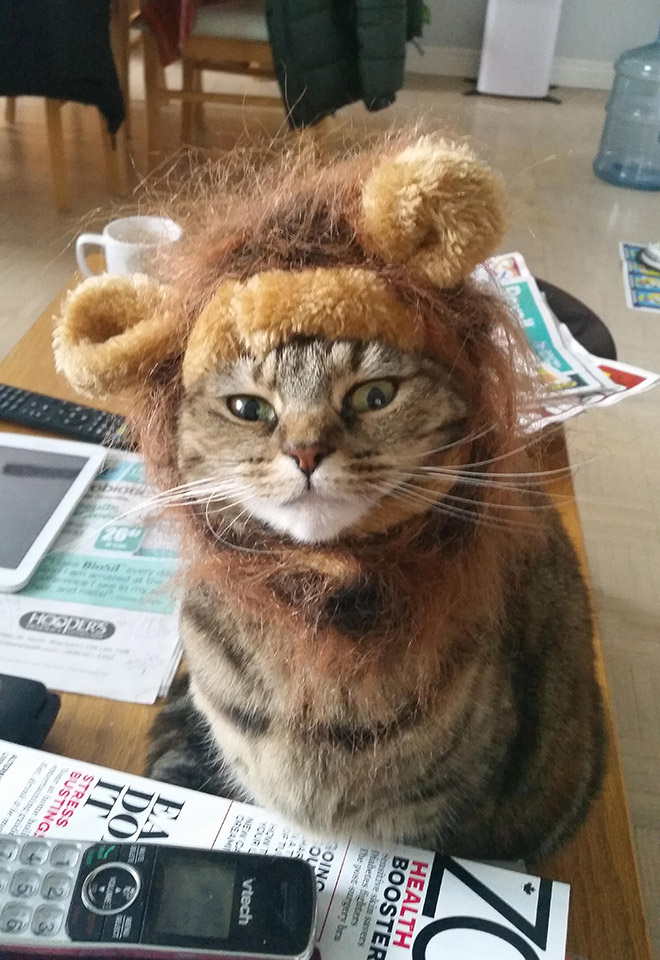 Lion's mane wig for cats.