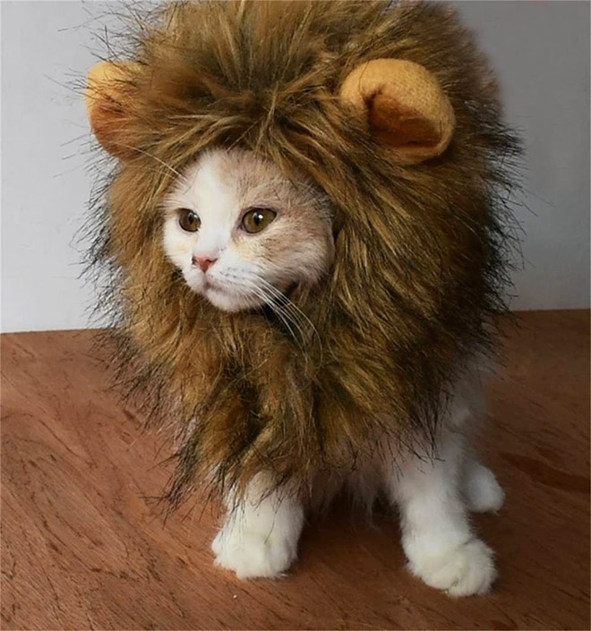 Lion's mane wig for cats.