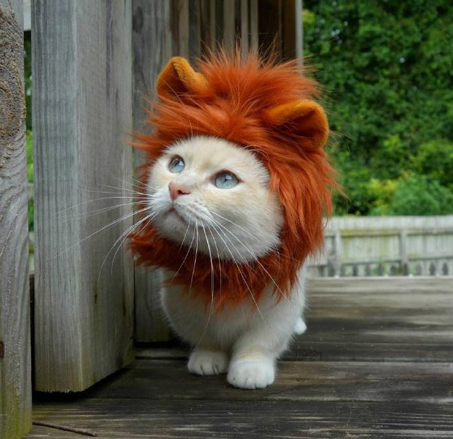 Lion's mane wig for cats.