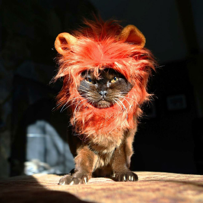 Lion's mane wig for cats.