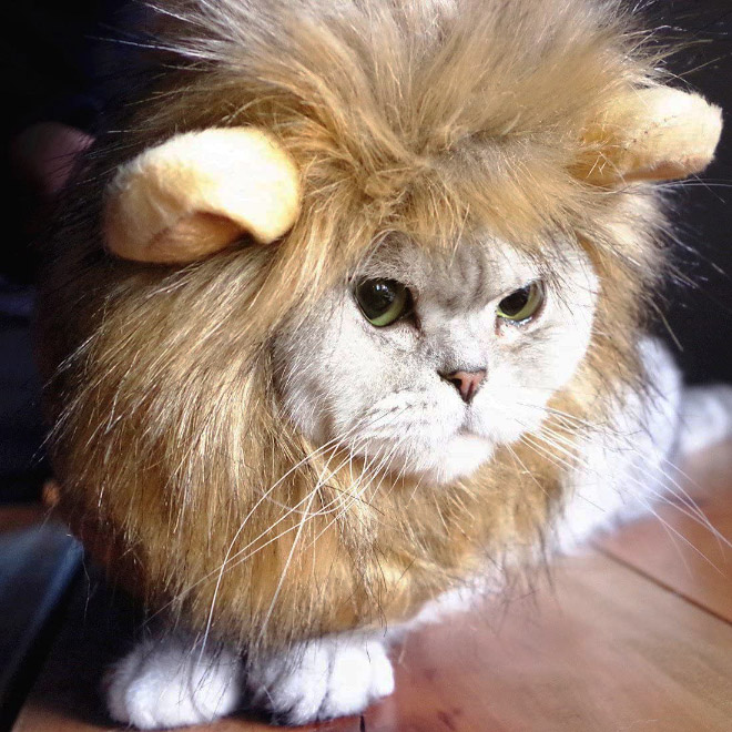 Lion's mane wig for cats.