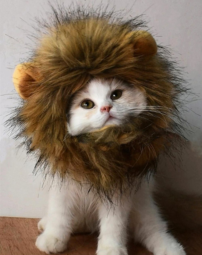 Lion's mane wig for cats.