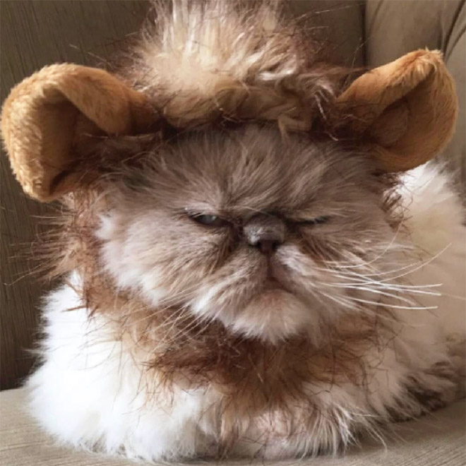 Lion's mane wig for cats.