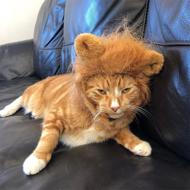 Lion's mane wig for cats.