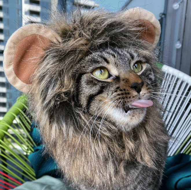 Lion's mane wig for cats.